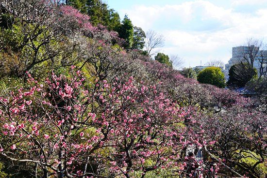 Jardin de pruniers Ikegami Baien